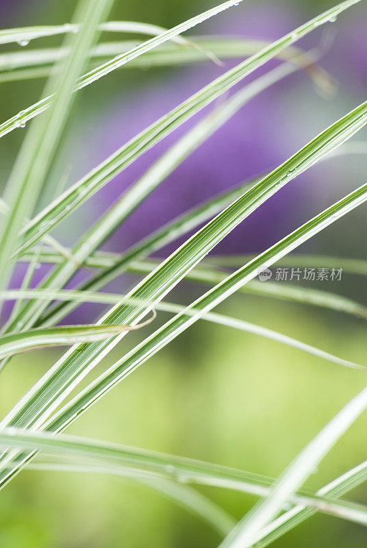 少女草(Miscanthus sinensis)“晨光”